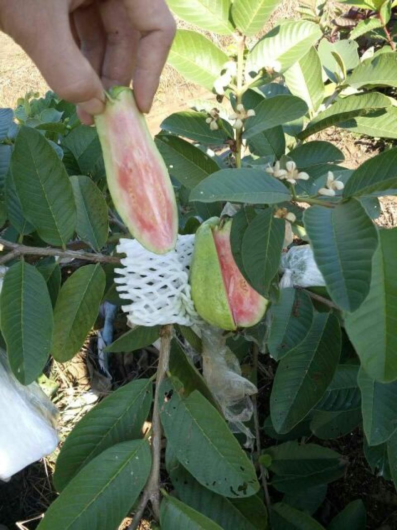 西瓜番石榴苗50~80cm