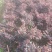 红花继木小苗、红继木移栽苗、红花继木扦插小苗！