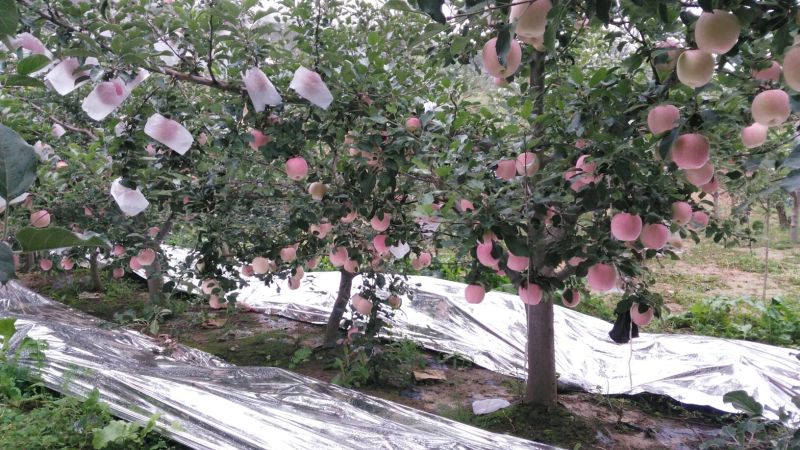 红富士苹果纸袋，冰雹果