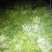 圆根萝卜1~1.5斤起