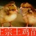 鸡苗1斤以下