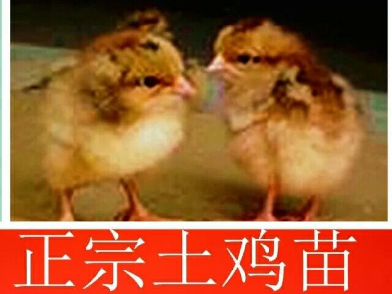 鸡苗1斤以下
