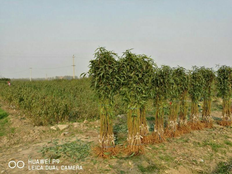 桃树苗夏之梦桃树苗80cm以上成活率高根系发达