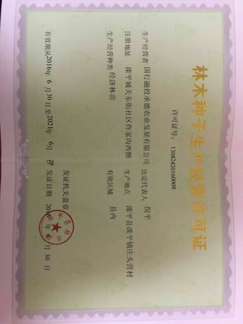 桑树苗140cm