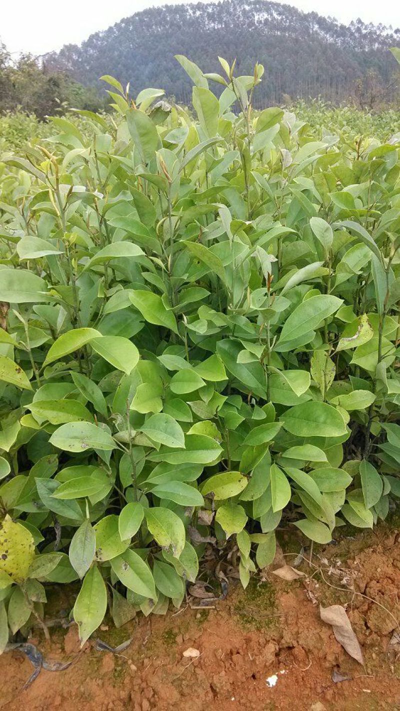 楠木苗香楠苗火力楠木杯苗