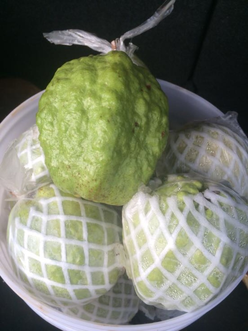 西瓜番石榴苗