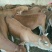 鲁西黄牛犊100~200kg
