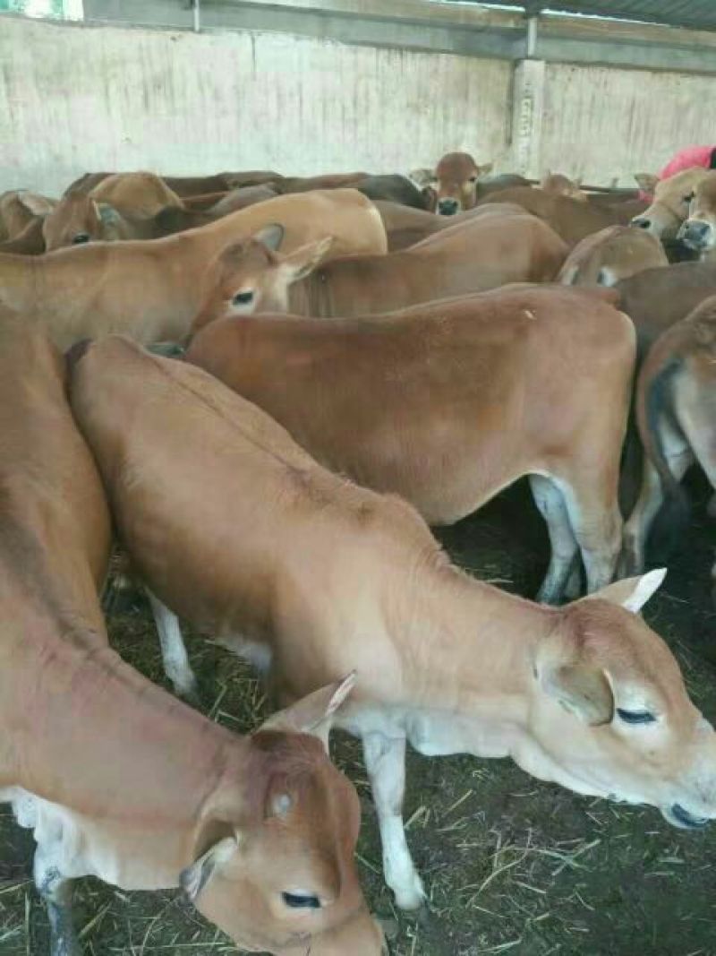 鲁西黄牛犊100~200kg