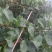 梨树苗1~4cm80cm以上