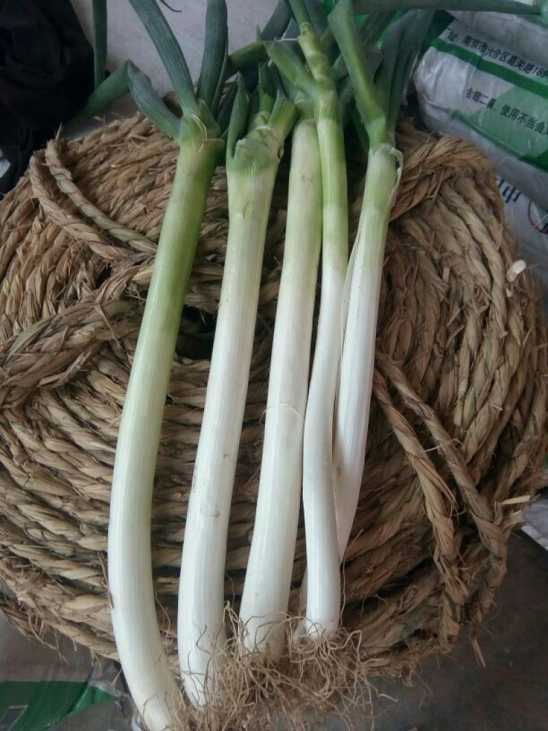章丘大葱毛葱3cm左右
