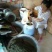 压榨菜籽油一级