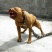 比特犬