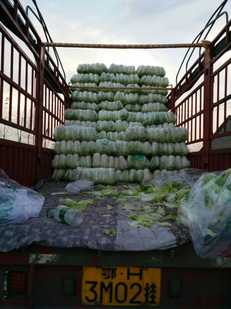 优选湖北基地扁包菜，大量有货质优价廉一手货源现砍现发品质