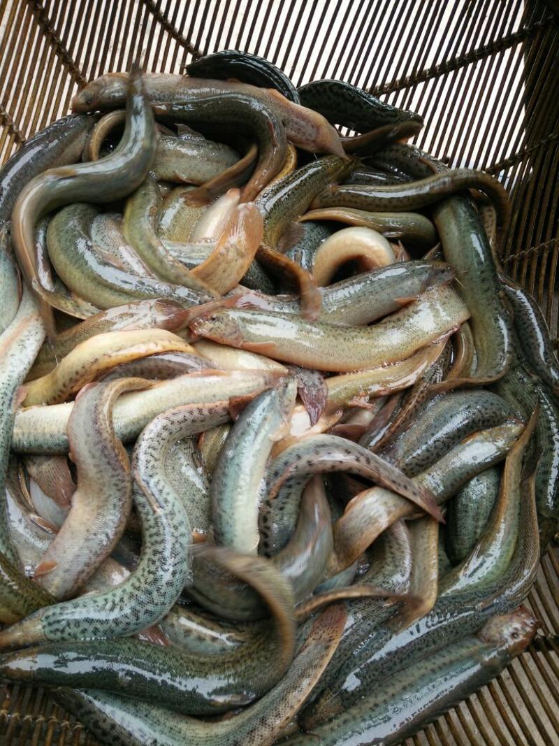 台湾泥鳅各种种鳅，泥鳅苗出售