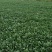 越冬菠菜20~25厘米