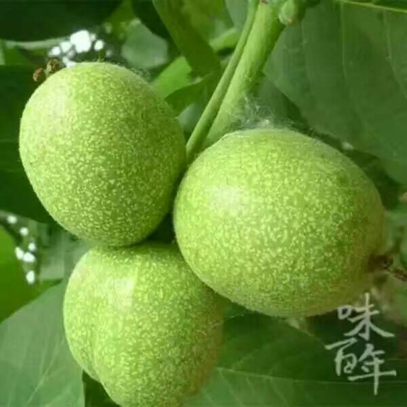 核桃去皮