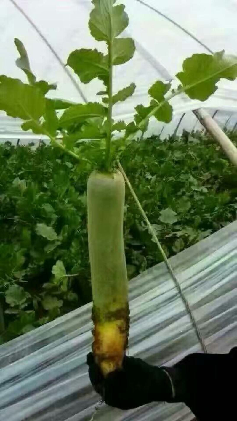 潍县青萝卜1~1.5斤起