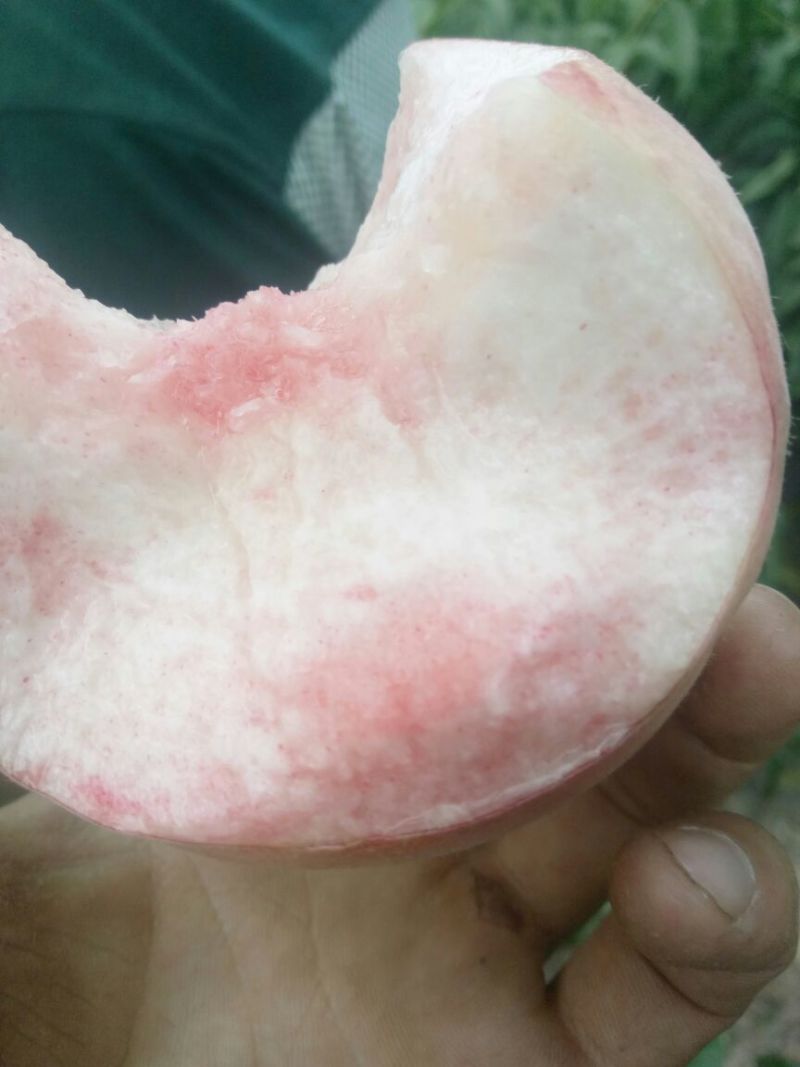 富岛桃王毛桃批发，膜袋毛桃基地价格