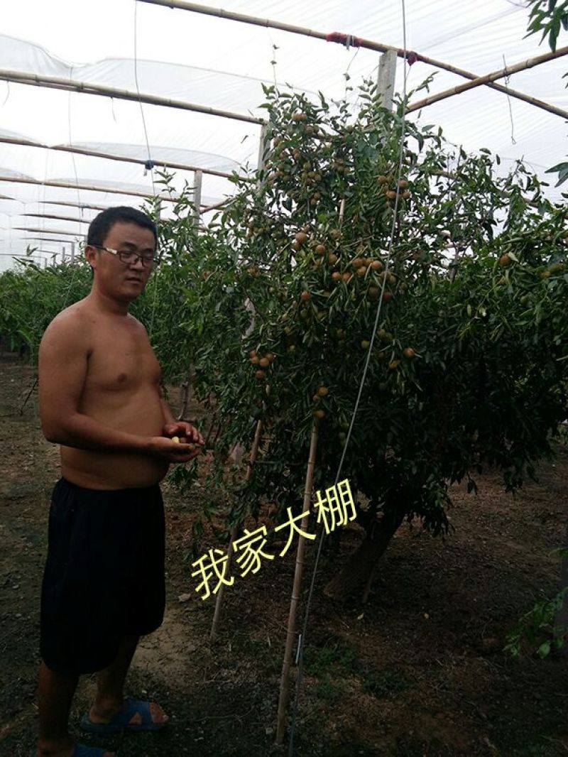 沾化冬枣直口