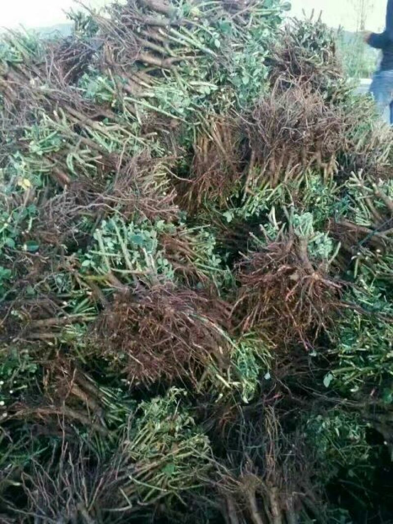 月季苗20~30cm一到三年生地栽苗，