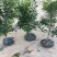 杨梅树苗东魁品种多多假一赔十
