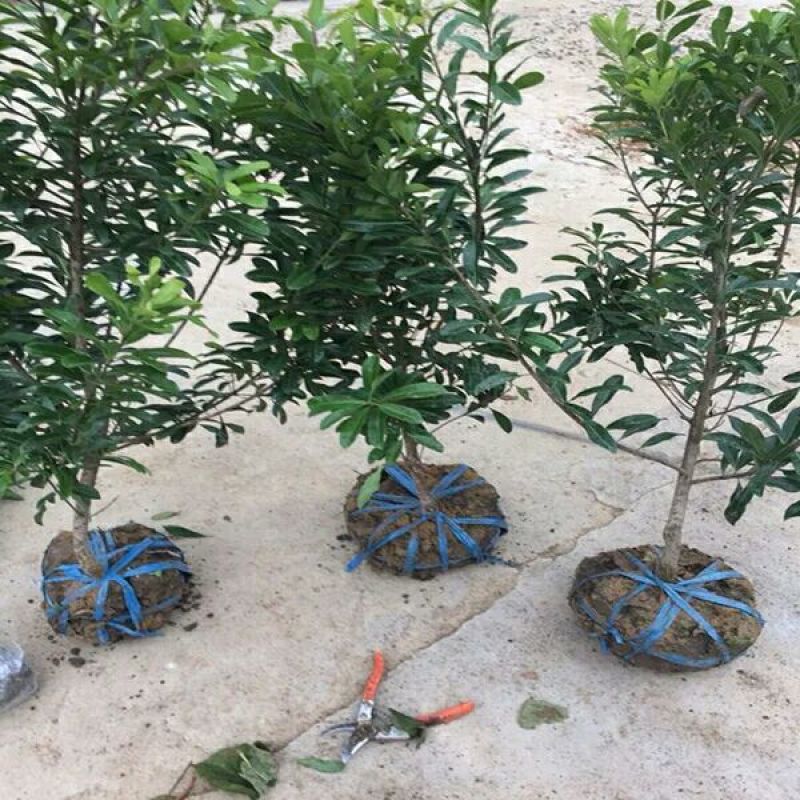 杨梅树苗东魁品种多多假一赔十