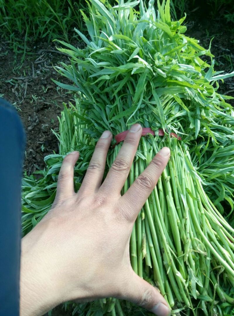芦篙泥篙黎篙