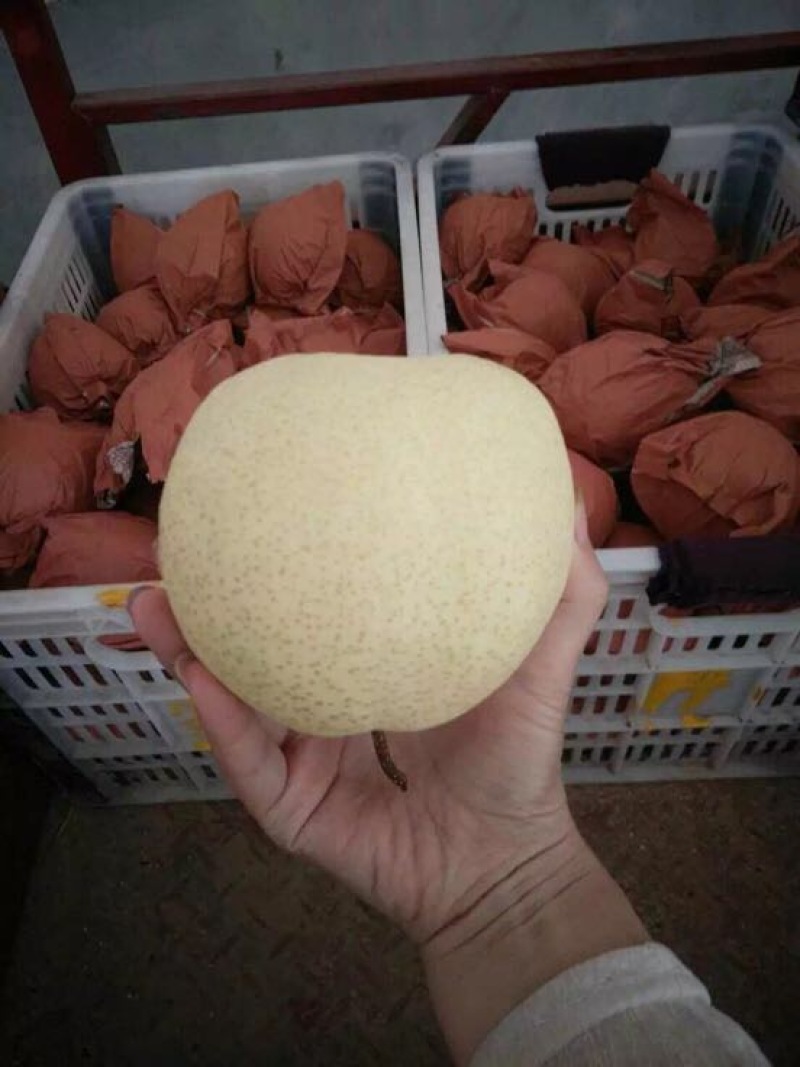 贡梨