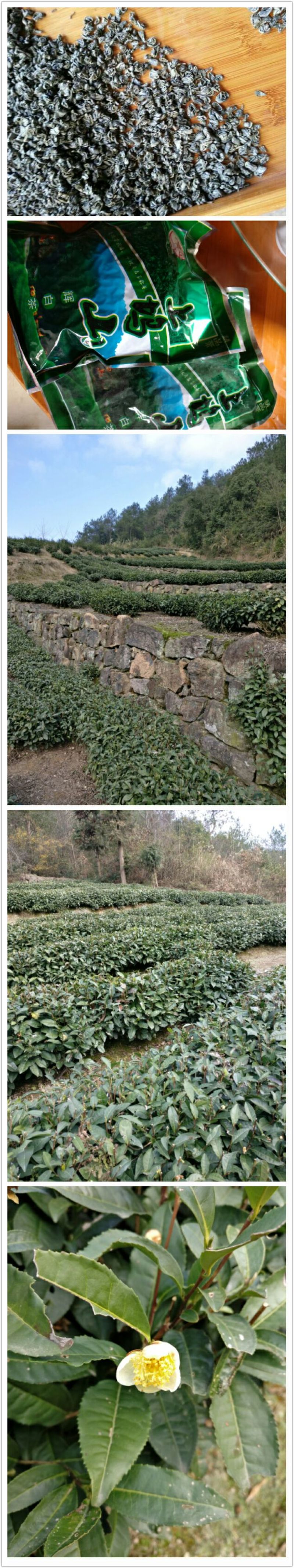 老树茶一级