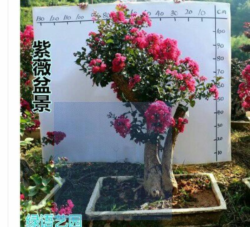 红花紫薇2cm以下0.5米以下1米以下