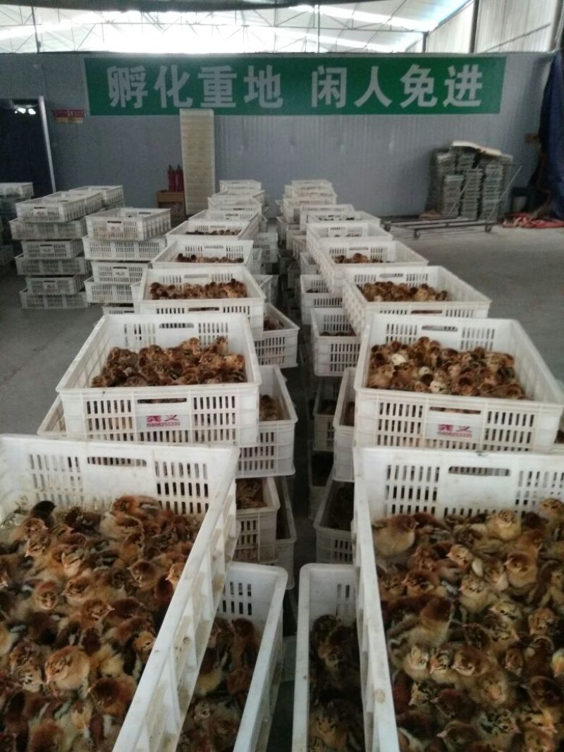 青脚麻鸡苗35~45克出壳苗