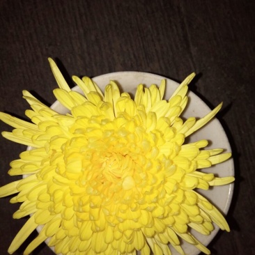 菊花茶
