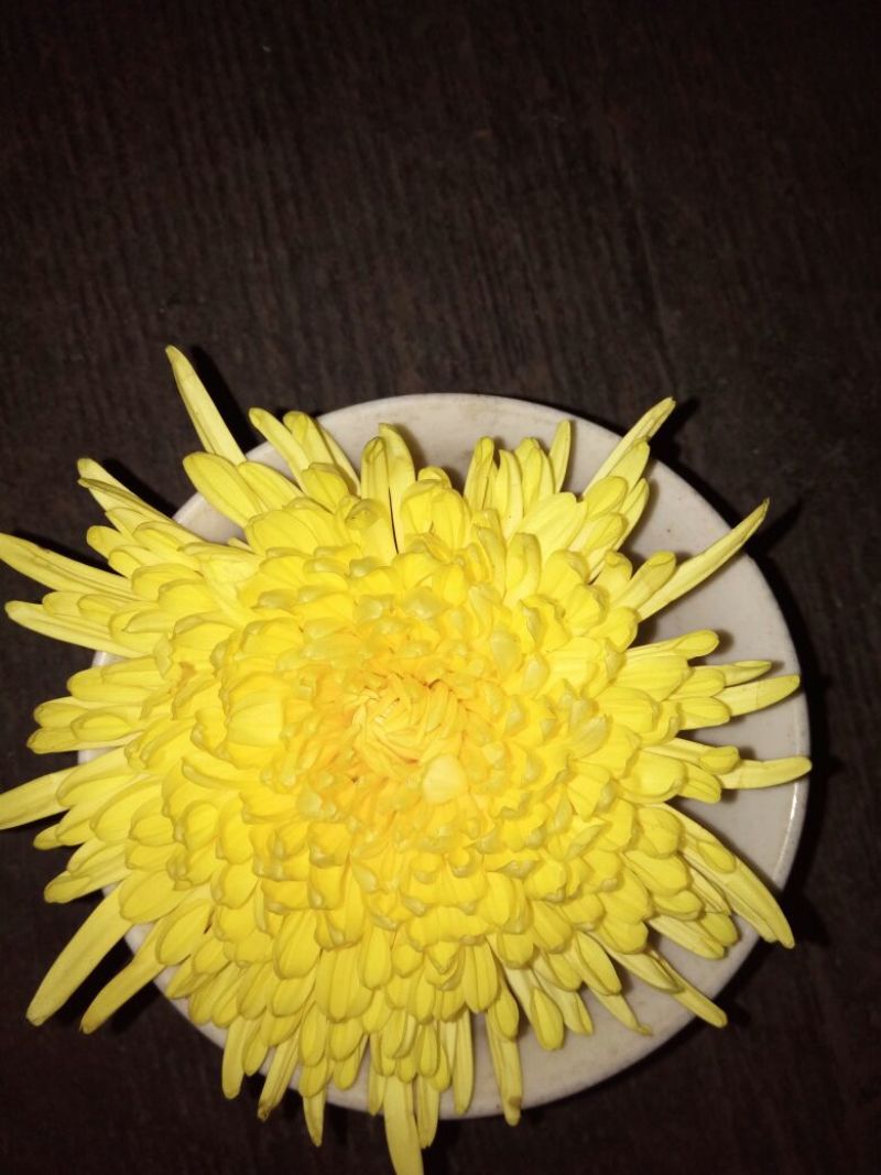 菊花茶