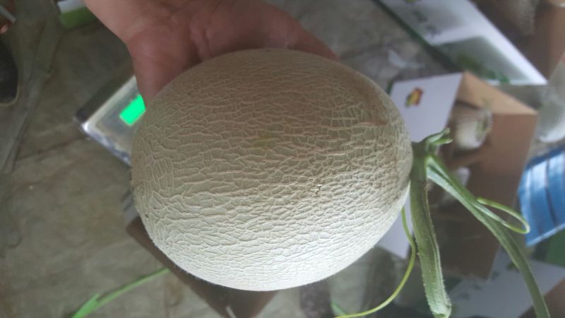 网纹瓜2斤以上椭圆形