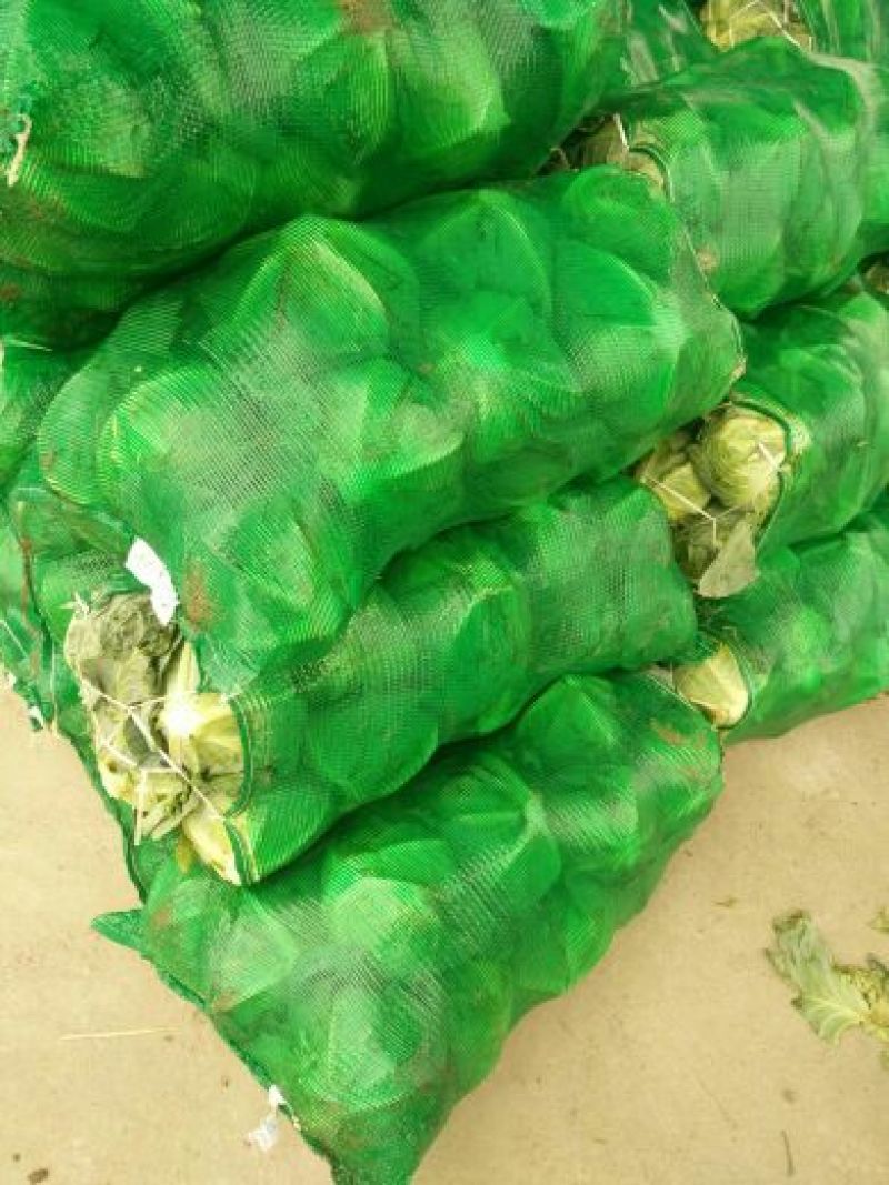 湖北嘉鱼潘家湾刘国林甘蓝圆包菜卷心菜大量供货，产地直发！