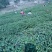 本山茶特级