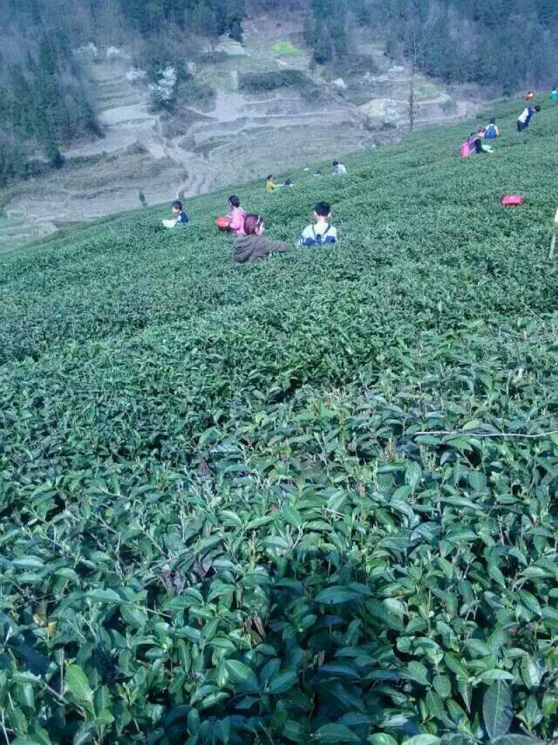 本山茶特级