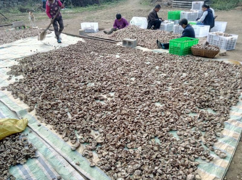 808香菇3cm以上