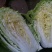 大白菜