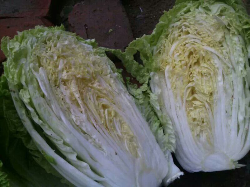 大白菜