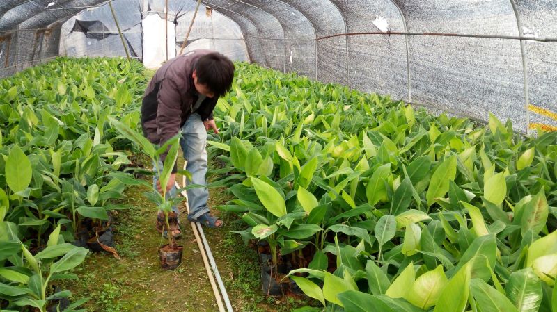 香蕉苗威廉斯B6香蕉苗