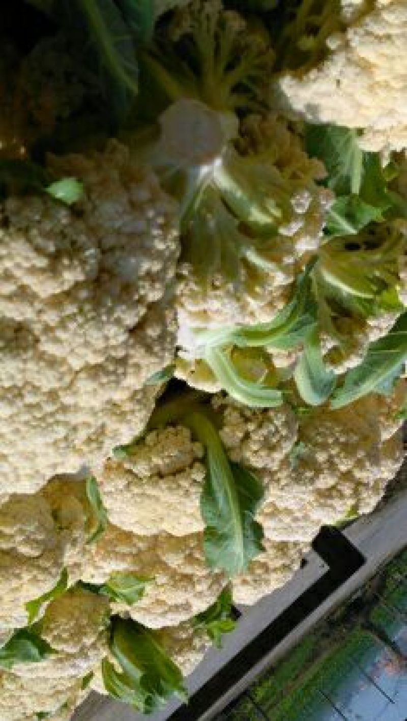 湖北省天门市小白花菜。口感好品质保证基地直发