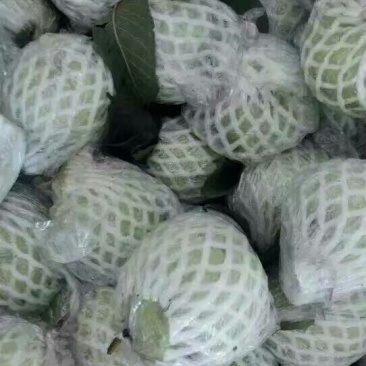 珍珠番石榴70~80mm/每天现摘现发