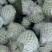 珍珠番石榴70~80mm/每天现摘现发