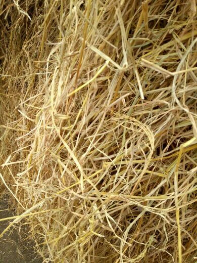 稻草60公分以下