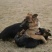 牧羊犬公幼年放牧犬公母都有任意挑选长毛德牧短毛德牧幼