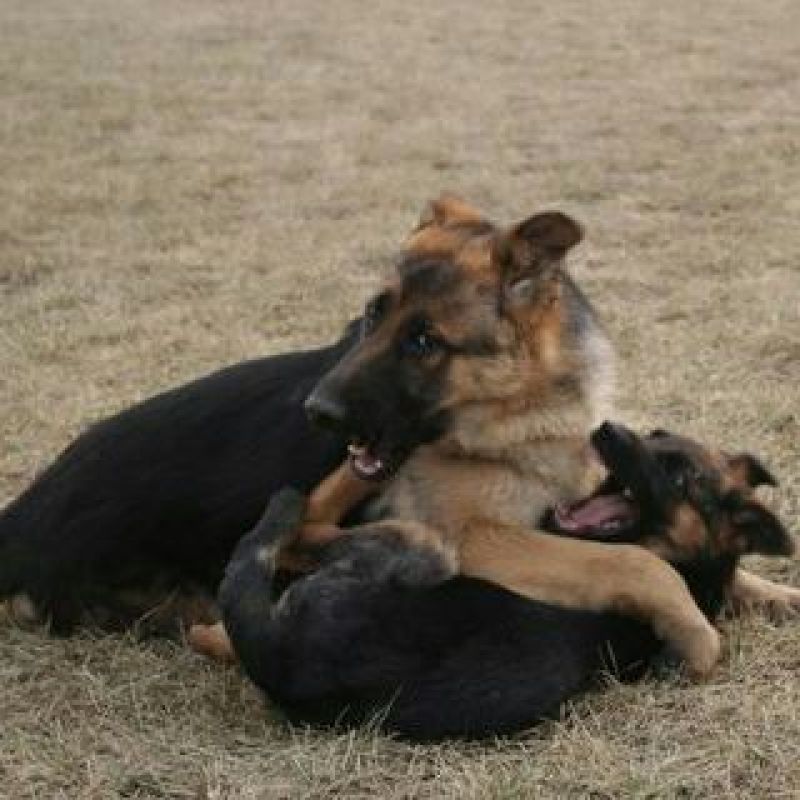 牧羊犬公幼年放牧犬公母都有任意挑选长毛德牧短毛德牧幼
