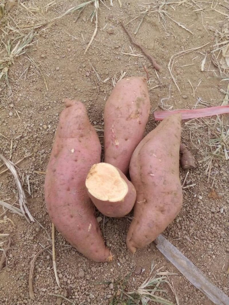 红薯