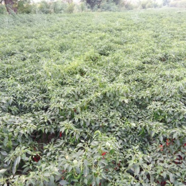 线椒15~20厘米青，有想买的朋友请过来看