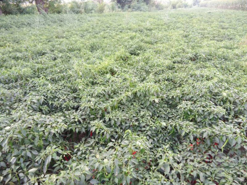 线椒15~20厘米青，有想买的朋友请过来看